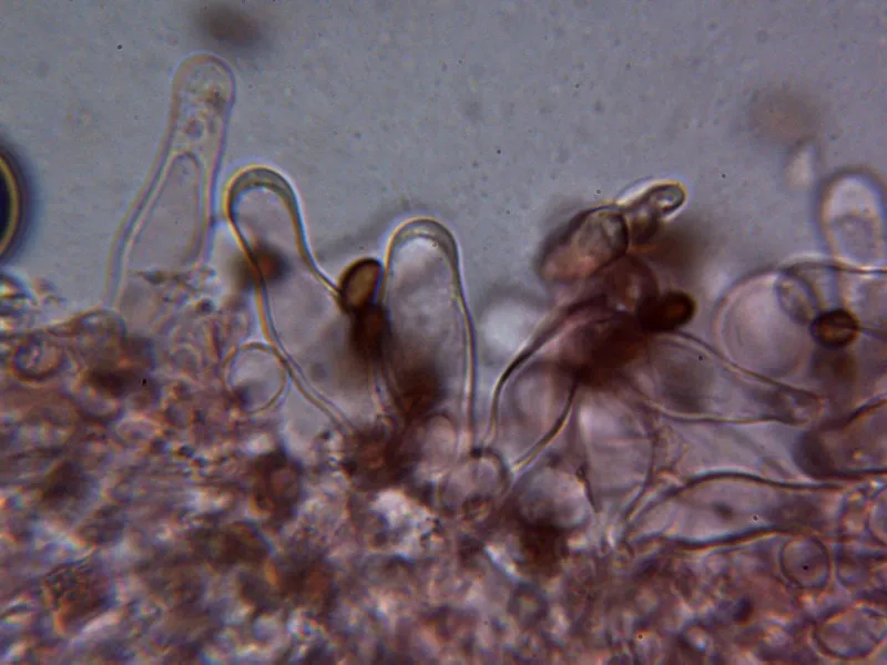 Candolleomyces candolleanus 10 - Queilocistidios 2